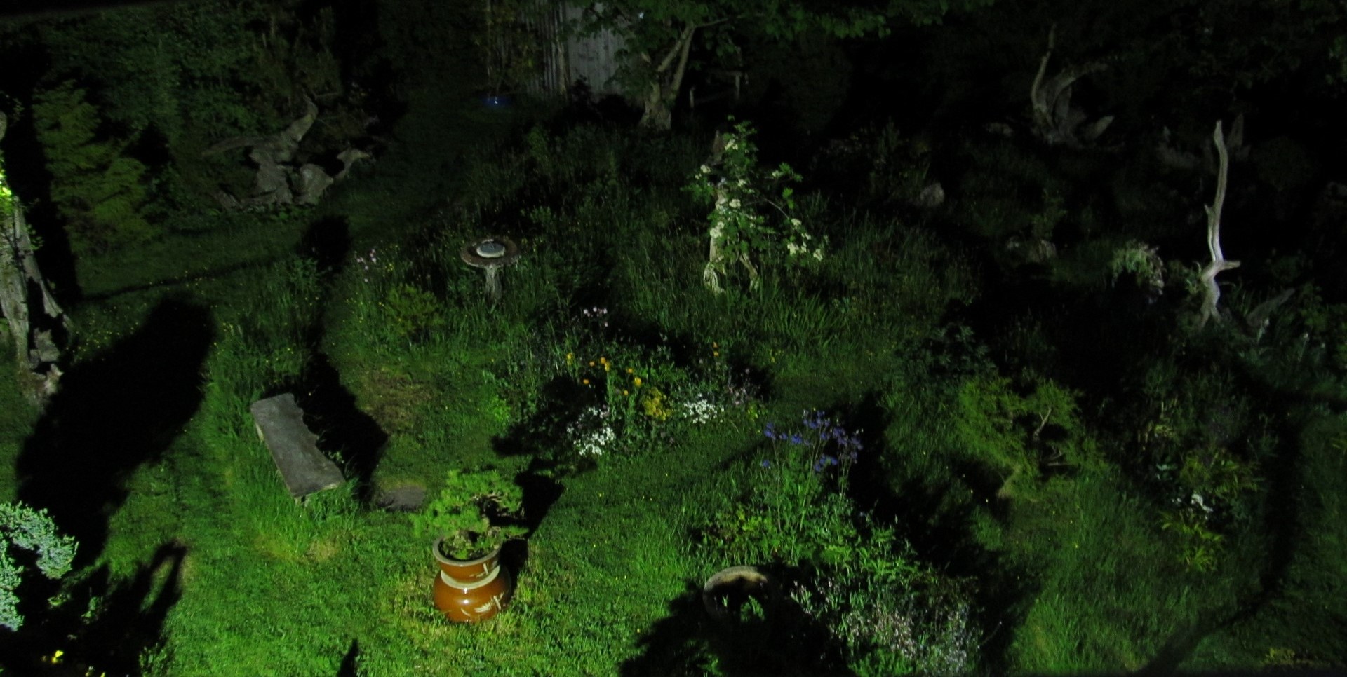 Garden at night