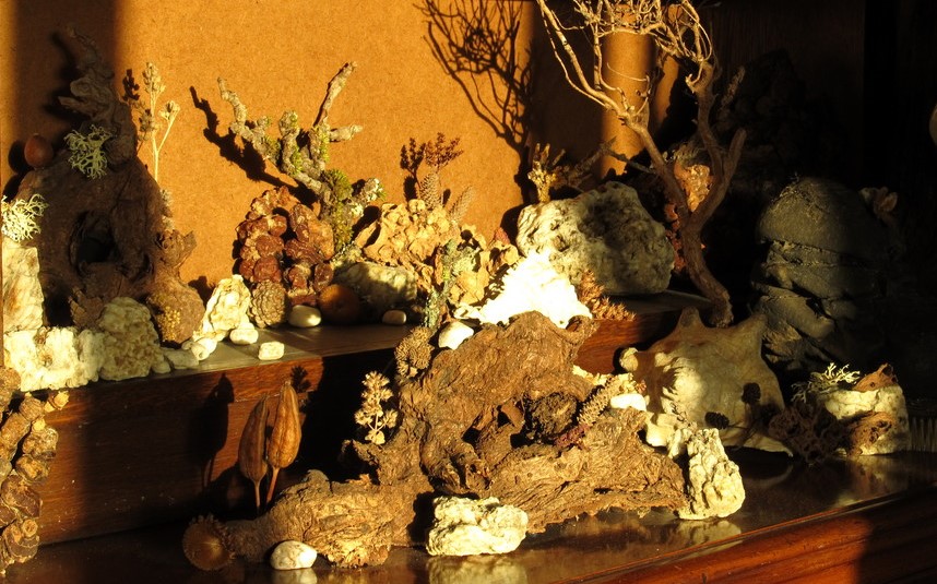 Cabinet display of curious pieces of wood and stone