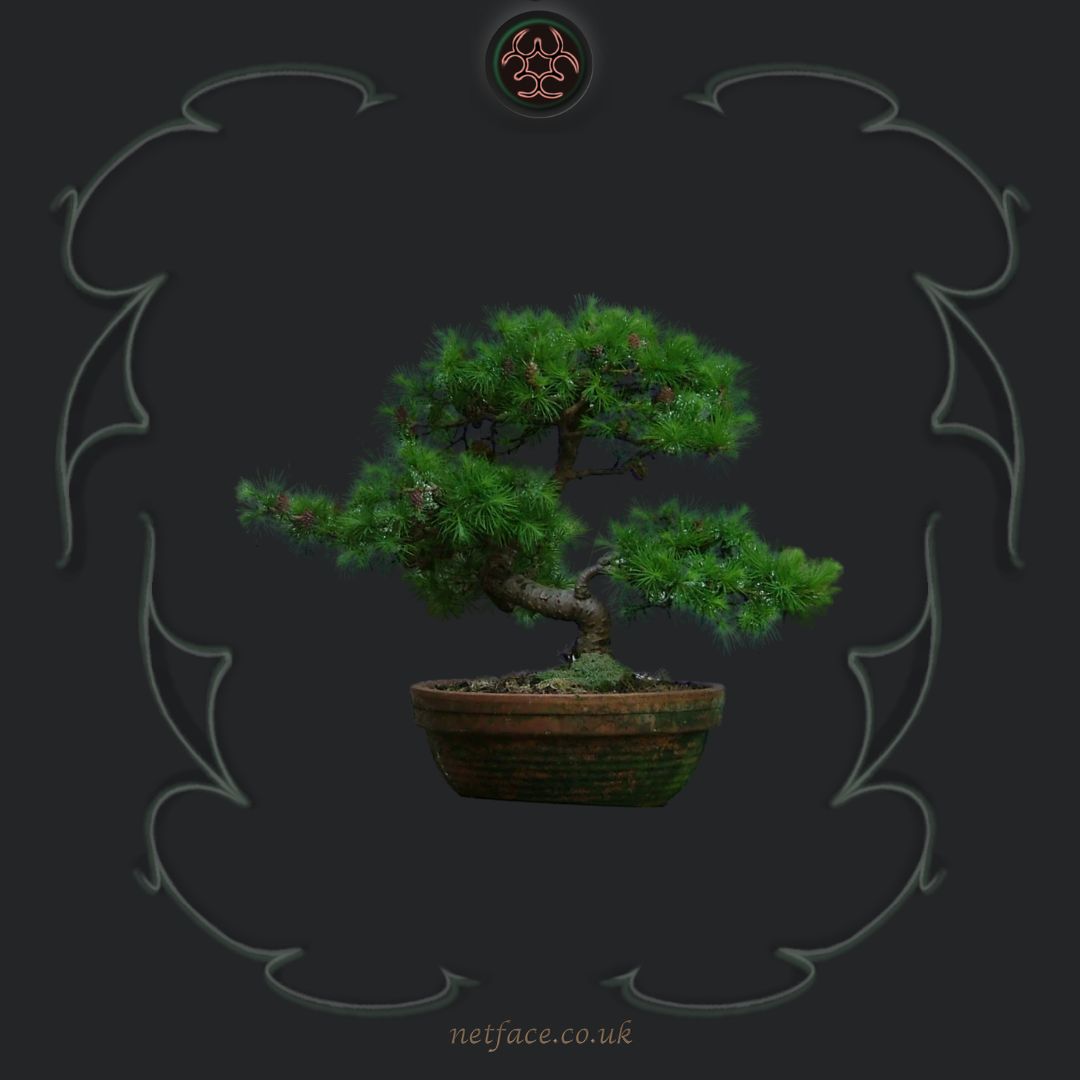 Bonsai