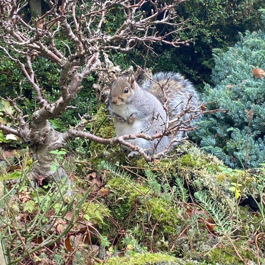 Splitear the Squirrel