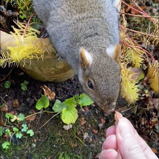 Splitear the Squirrel