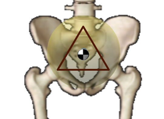 Triangle within the pelvis