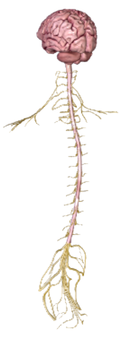 Brain and central nervous system